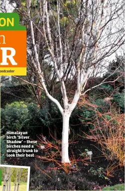  ??  ?? Himalayan birch ‘Silver Shadow’ – these birches need a straight trunk to look their best