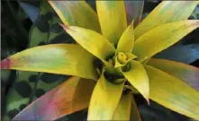  ?? Darrell Sapp/Post-Gazette photos ?? A bright yellow bromeliad in the South Conservato­ry.