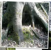  ??  ?? Some of the trees that have been damaged at Laund Clough and the holes made to insert the poison