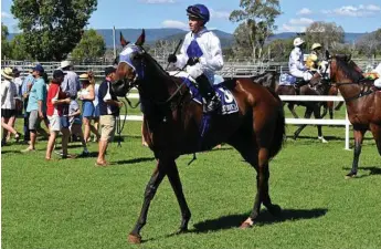  ?? Photo: Sam Flanagan ?? CUP ENTRY: 2018 Chinchilla Cup entry Gud Onya returns after his win in this year’s Wambo Cup at Bell for jockey Les Tilley and Jandowae trainer Geoffrey Schrader.