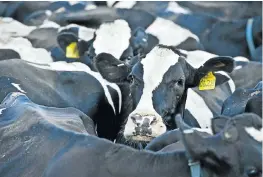  ?? Picture: GALLO IMAGES ?? MILKED DRY: Drought in the Cape has affected milk sales, with South Africa’s intake in the first four months of 2017 0.1% less than in the same period last year