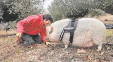  ?? // FOTOS: A.DELGADO ?? La truficulto­ra Feli Sánchez cazando trufas con la cerda Bullas en Ocenilla