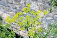  ??  ?? Labron-Johnson waters young salad veg on the Spargrove estate in Somerset, top; fennel flowers flourishin­g on the patch, above