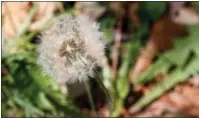  ?? DEAN FOSDICK VIA AP ?? This photo shows the fluffy white ball of a mature dandelion taken near New Market, Va., and shows the seeds ready to scatter and colonize disturbed soil. Weeds have a tendency to flower quickly, produce vast quantities of seeds and some have...