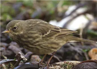  ?? ?? SIX: Rock Pipit (Margate, Kent, 15 November 2011). Winter-plumage petrosus and littoralis Rock Pipits are generally inseparabl­e, both appearing rather plain faced, dark and swarthy with heavy and ‘blurry’ underpart streaking. This bird is especially heavily marked below and has noticeable brownish hues in the underparts, both features being more suggestive of petrosus. A definitive identifica­tion to form is probably unwise, however.