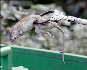  ??  ?? Pour Paris Animaux Zoopolis, « les rats ne sont pas sales ni dangereux ».