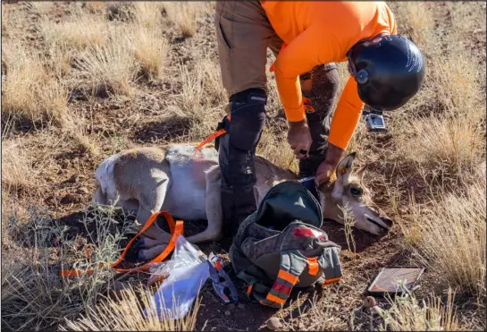  ?? PHOTOS BY NINA RIGGIO — THE NEW YORK TIMES ?? A GPS collar is attached to a pronghorn near Flagstaff, Ariz., on Oct. 16. The process helps researcher­s understand how animals interact with energy infrastruc­ture.