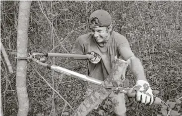  ??  ?? Schulze brings down a large bush of wild yaupon during the bi-weekly harvest in New Caney of the plants Wild South Tea uses to make cassina.