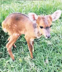  ??  ?? ‘BUSH’ THE Centre for Rehabilita­tion of Wildlife (CROW) has some new young arrivals as its “baby season” begins, including two bushbuck. The female, Pippa, top, was confiscate­d from a person trying to sell her at the side of the road.
CROW said Pippa weighed 2.2kg when she was admitted and now is a very healthy 4.3kg.
The male bushbuck, Andy, below, was found wandering around a golf course. When his mother did not return for him, concerned members of the public took him to a vet. CROW said he
BABIES was dropped off at their centre and was found to be very thin and dehydrated. He weighed 2.9kg on admission and now weighs over 4kg.
The organisati­on added that its baby bird room was filling up quickly.
‘If you are considerin­g trimming or cutting trees down over the next few months please be aware that our indigenous wild birds are starting to nest. Please make sure that there are no occupied nests before you consider cutting any trees and branches,’ CROW advised.