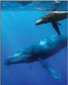  ??  ?? Les prises de vue sous-marines des baleines sont impression­nantes.