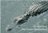  ??  ?? An alligator in Big Cypress National Park