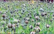  ?? HT FILE ?? Illegal poppy cultivatio­n is used mostly to produce opium.