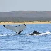  ??  ?? Staying at Sal Salis offers swimming with humpback whales (above) and close encounters with wallaroos (below)