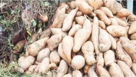  ??  ?? Harvested potatoes