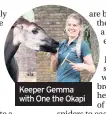  ??  ?? Keeper Gemma with One the Okapi