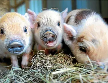  ?? FILE ?? Kunekune piglets are among animal air travellers but cats and dogs are the most common.