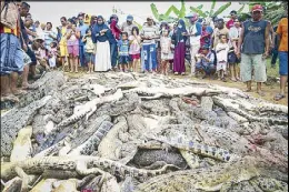  ?? EPA ?? Indonesian local residents stand near the carcasses of hundreds of crocodiles at a breeding farm in West Papua on Sunday.
