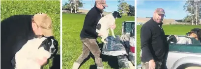  ?? PHOTO: SUPPLIED ?? Essential worker . . . New Zealand First MP Mark Patterson helps springer spaniel Snow into the back of the ute.