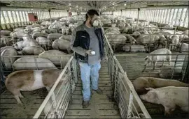  ?? Robert Gauthier Los Angeles Times ?? FARMER Jacob Anderson marks pigs for shipment. He and his family raise pigs in Centervill­e, S.D., for sale to pork producers, and they also grow soy and corn.