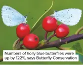  ??  ?? Numbers of holly blue butterflie­s were up by 122%, says Butterfly Conservati­on