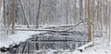  ?? FOTO: BERTHOLD RUESS ?? Liegendes Totholz: Einzelne Bäume werden zum Verrotten der Natur überlassen.