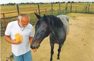  ??  ?? Homeowner Jerry Nelson feeds one of his horses in a corral at his property in unincorpor­ated Adams County near Thornton. His home, which he shares with his wife, Rhonda, backs up to the field that Synergy Resources Corp. plans to drill.