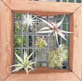  ?? OSU EXTENSION ?? Air plants can be displayed vertically, bringing a drab wall to life.