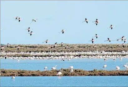  ?? XAVI JURIO ?? Flamencos en la Punta de la Banya, en las salinas de la Trinitat, espacio amenazado por la crisis climática