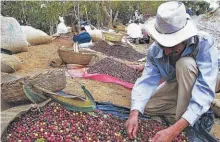  ??  ?? Tanto el café como el cacao son dos de los granos más importante­s en el país suramerica­no.