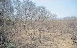  ?? PRATIK CHORGE/HT ?? Vast tracts of mangrove forests have dried at Hovercraft Jetty in Uran.