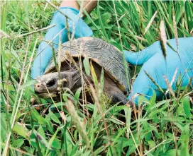  ??  ?? La liberación de especies hace parte de las actividade­s de los comités de educación ambiental.