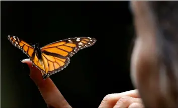  ??  ?? A Monarch butterfly rests on the finger of a woman in the Amanalco de Becerra sanctuary, on the mountains near the extinct Nevado de Toluca volcano, in Mexico, on Thursday. AP Photo/ MArCo ugArte