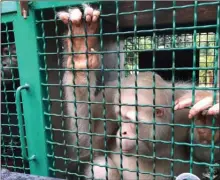  ?? The Associated Press ?? Alba, an albino orangutan, sits inside a cage before being released at Bukit Baka Bukit Raya National Park in Central Kalimantan, Indonesia.