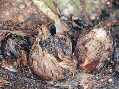  ??  ?? Photo: David Mudge, Nga Manu Images
Dactylanth­us in bloom: