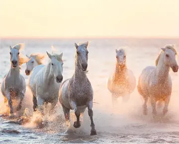  ??  ?? The wild horses of the Carmargue, above; Antibes, a favourite haunt for Julia Stiles while filming ‘Riviera’, top right