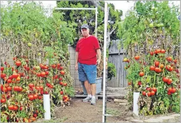  ?? Photograph from Dave Freed ?? DAVE FREED, who writes a blog called Grow Tomatoes Easily, stands between bountiful plants that he grew.