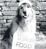  ??  ?? ●● Homeless people cannot afford to have unruly dogs – no shelter or town centre will allow it