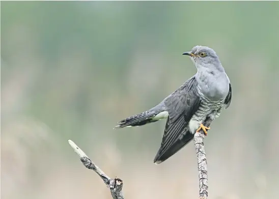  ?? ?? MOVING IN: The cuckoo does not build a nest – instead it invades an unsuspecti­ng bird’s nest where it will lay an egg to be hatched.