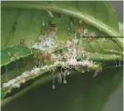  ??  ?? A tiny insect about the size of a grain of rice may go unnoticed on your citrus trees.
Young nymphs produce a white, waxy substance to direct honeydew away from their bodies. Asian citrus psyllids can cause a sooty mold to form on citrus leaves.
HLB can create a yellow discolorat­ion on leaves.