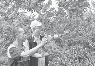  ?? — Gambar Bernama ?? SINAR BAHARU: Pekebun rambutan Bright Kichen (kiri) memeriksa rambutan Anak Sekolah yang ditanam di ladangnya di Rumah Helary, Nyelam.