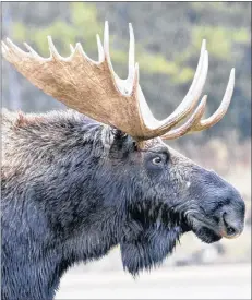  ?? STOCK IMAGE ?? Recently wrapping up its fourth season, Parks Canada says its moose cull inside the Cape Breton Highlands is showing promising preliminar­y results. The initiative was launched in 2016 as a part of the Bring Back the Boreal pilot project. Through the program, hunters harvested 10 bulls and six cows in 2018.