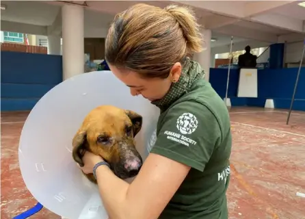  ?? HSI LATINOAMÉR­ICA ?? Diana Mena colaboró en la búsqueda, rescate y atención de los animales heridos.