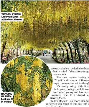  ?? At Bodnant Garden ?? TUNNEL VISION: Laburnum Arch
HANGING GARDEN: Look up in wonder