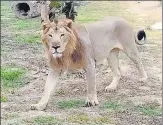  ?? SOURCED ?? ■
A lion having a stroll in Etawah Lion Safari.