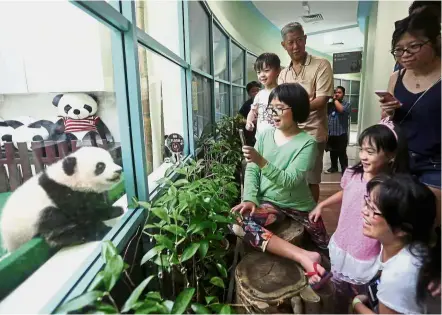  ??  ?? Everybody’s favourite: The adorable panda cub is a big hit with visitors at the Giant Panda Conservati­on Centre in Zoo Negara in Kuala Lumpur. — AZHAR MAHFOF/ The Star