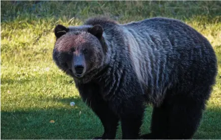  ?? PARKS CANADA HANDOUT PHOTO BY ALEX P. TAYLOR ?? A grizzly bear known as Bear 148, is seen in an undated handout photo. The female grizzly bear was moved from a popular tourist area west of Calgary this summer to a remote park along the Alberta-B.C. boundary. Stephen Legault of the Yellowston­e to...