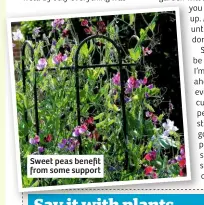  ??  ?? Sweet peas benefit from some support