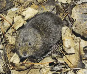  ??  ?? They may be cute, but voles can do a great deal of damage to lawns during the winter, busily working under the snow piles on your lawn.