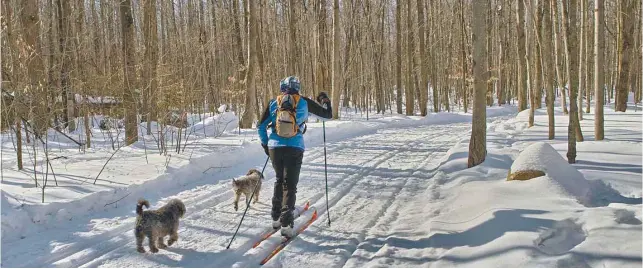  ?? OLIVIER ZUIDA LE DEVOIR ?? Le silence donne de l’importance à ce qui nous entoure. Et la neige contribue à absorber les sonorités naturelles de la forêt pour en redoubler l’effet de pureté.