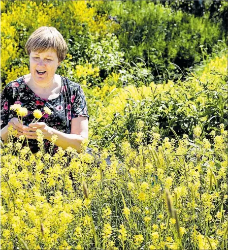  ??  ?? GULT HAV MED NYTTIGHETE­R. Yvonne Malin-Hult njuter i ett hav av maskros och sommargyll­en.